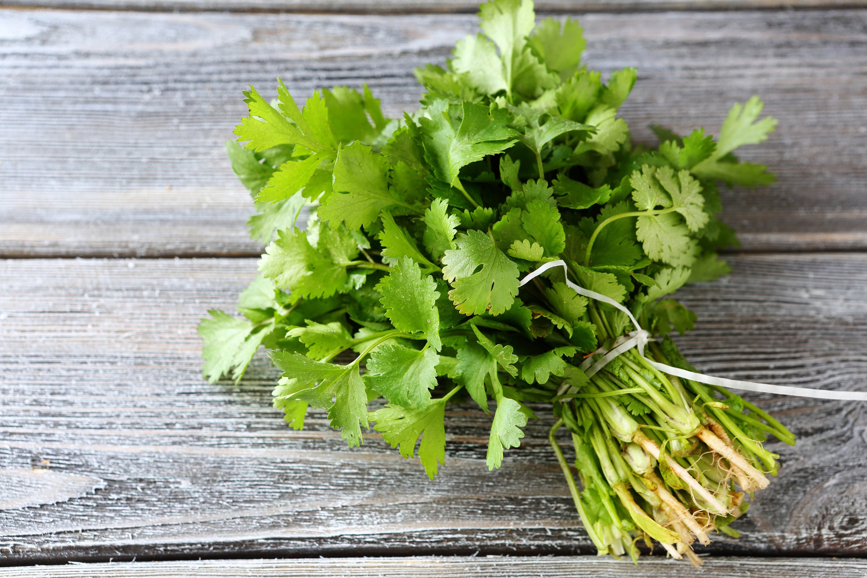 This Is Why Some People Hate Cilantro