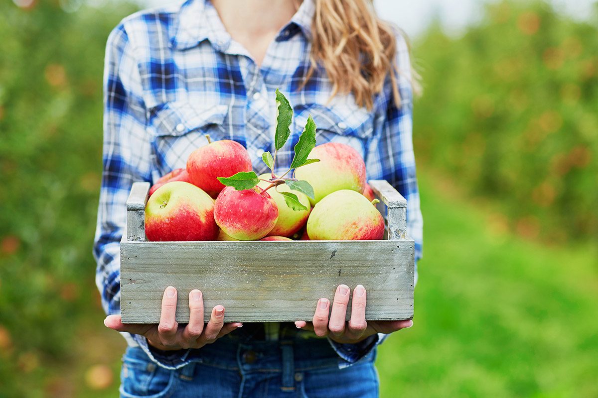 8 Insider Tips for Apple Picking Season
