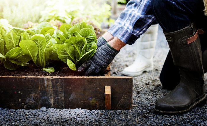Senior adult couple picking vegetable from backyard garden