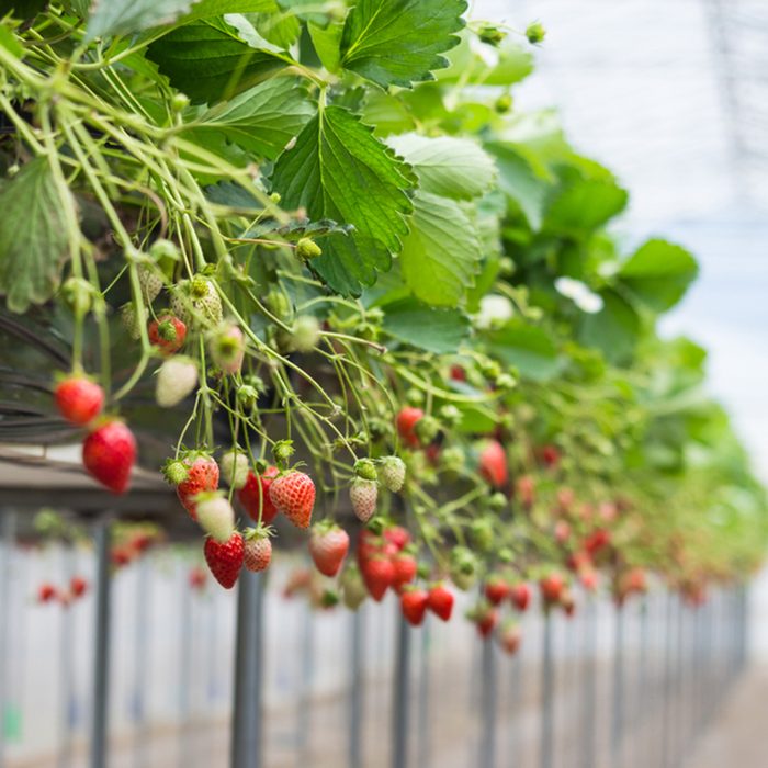 Ripe and underripe strawberries on the tree at the greenhouse garden in Japan
