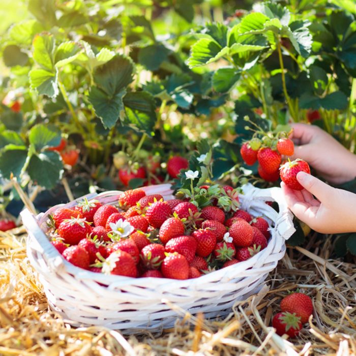 Child picking strawberry on fruit farm field on sunny summer day.