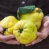 What Is Quince, and What Can I Cook With It?