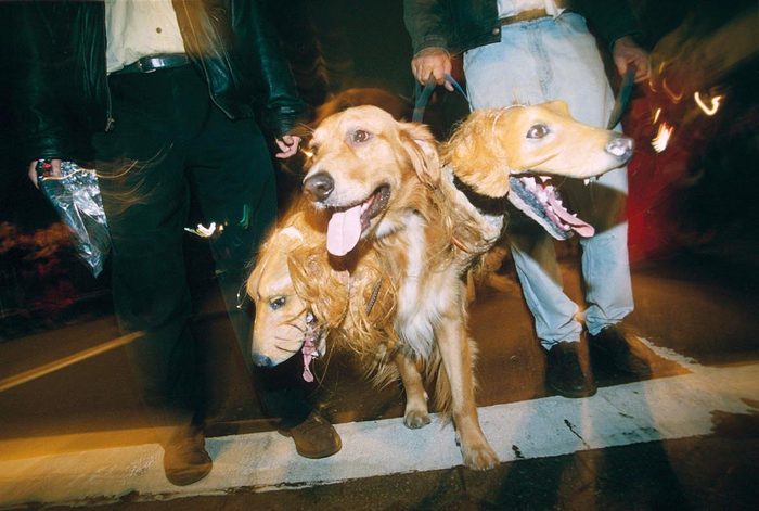 DOG DRESSED UP WITH TWO HEADS NEW YORK HALLOWEEN PARADE, AMERICA - 1997