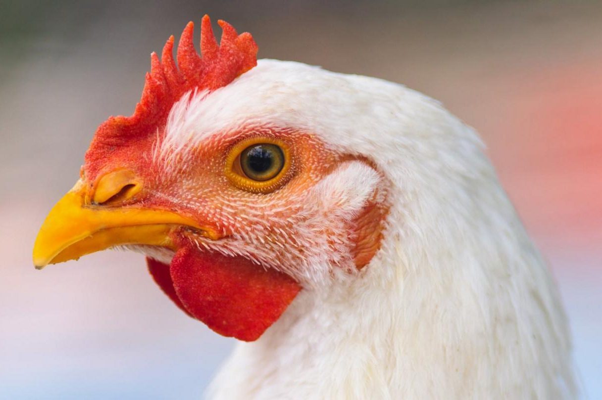 Responsibleanitibiotics Landing Hero Desktop