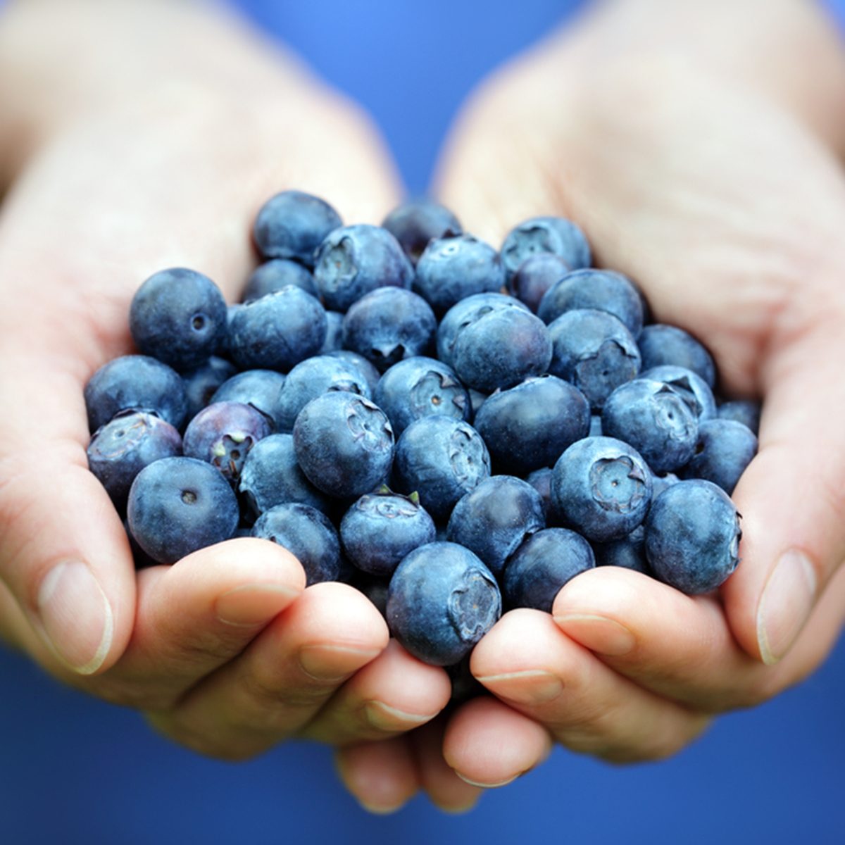 Woman with handful of freshly picked organic blueberries