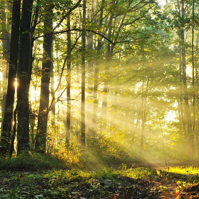 Magical autumn forest