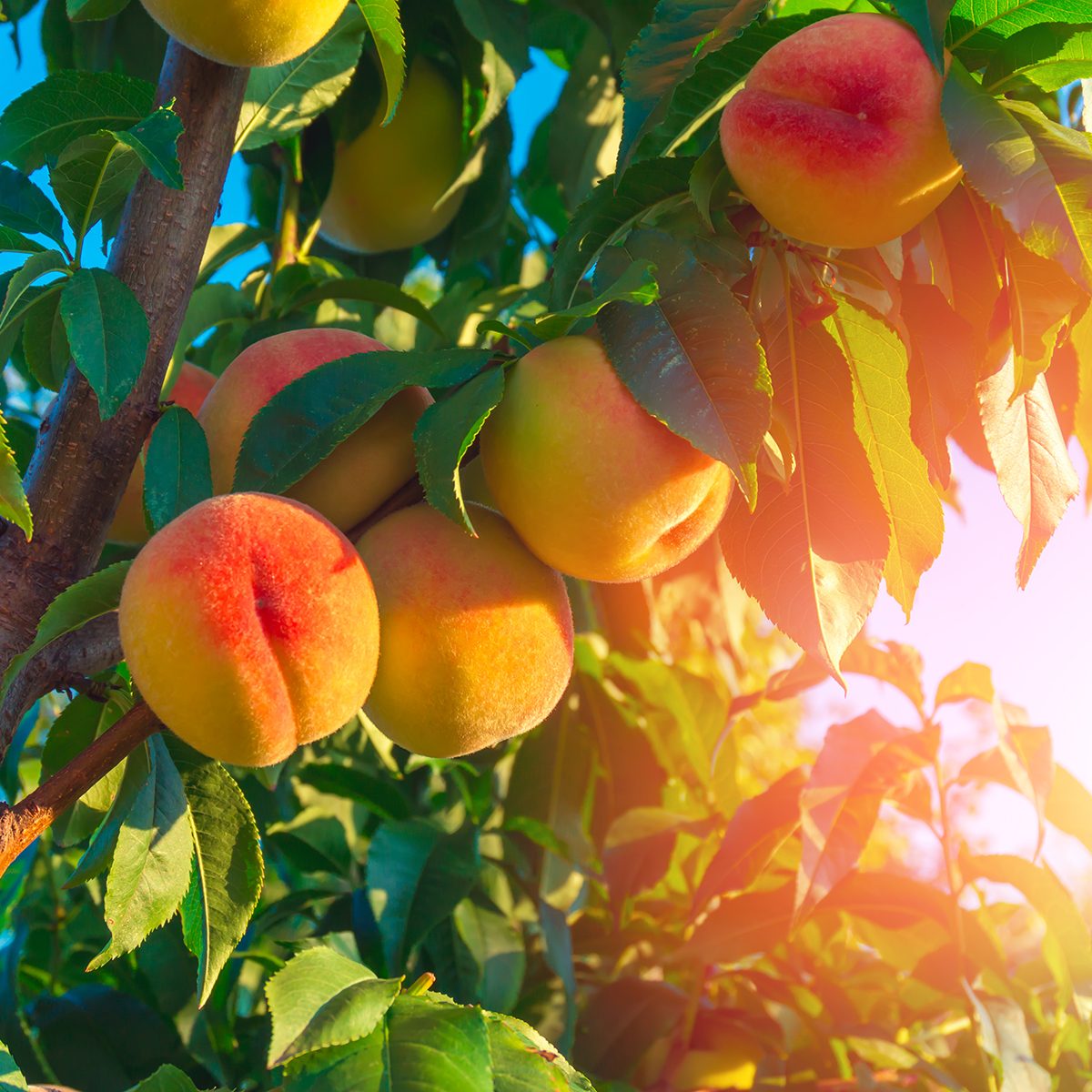 Peaches growing on a tree