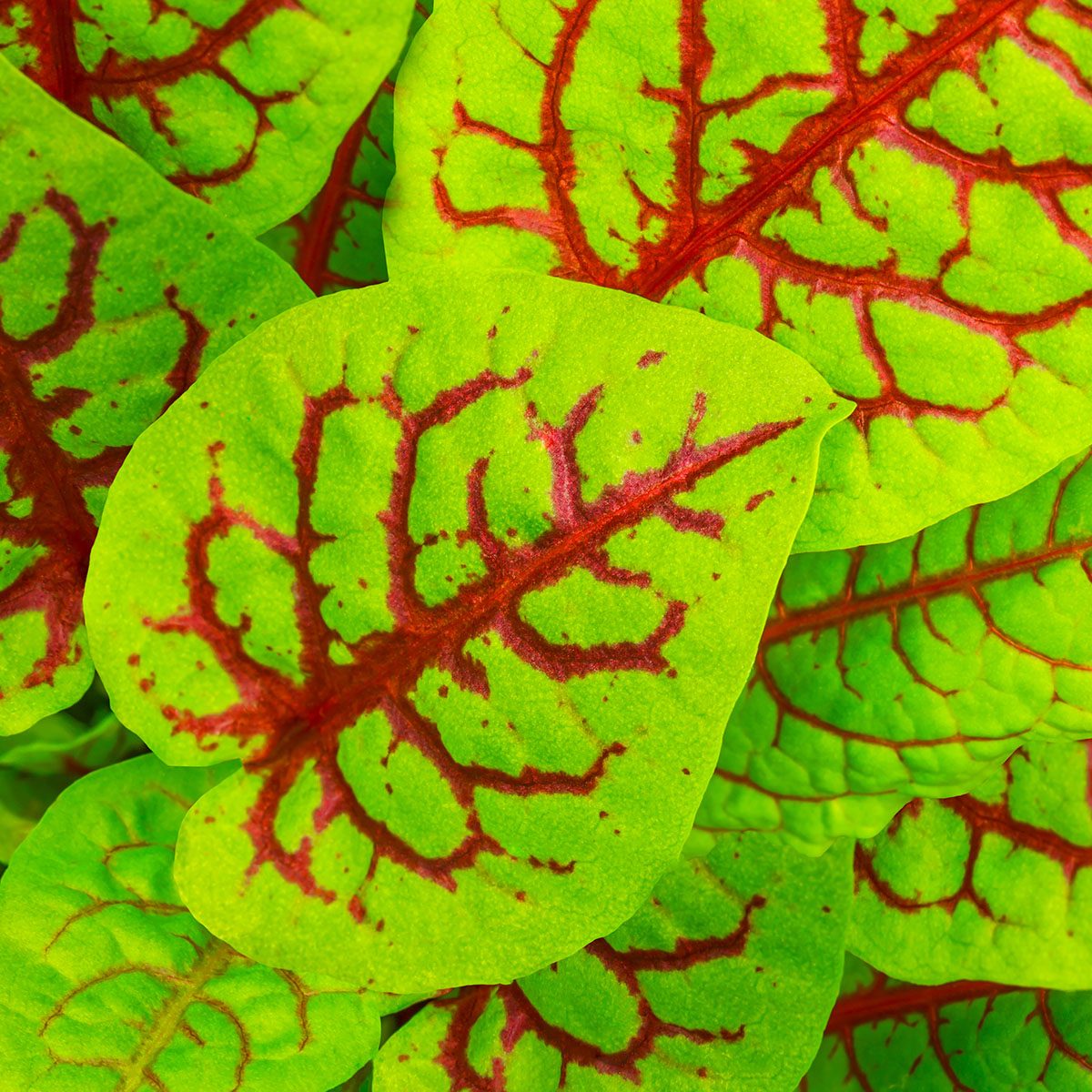 Red veined sorrel or Bloody sorrel or Rumex sanguineus.