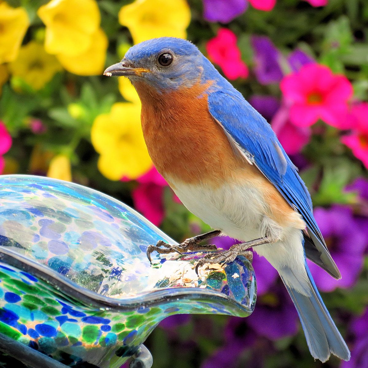 My neighbor made me a bluebird house and I was lucky to get a pair right away. This beautiful male bluebird is enjoying some mealworms I put out for him.