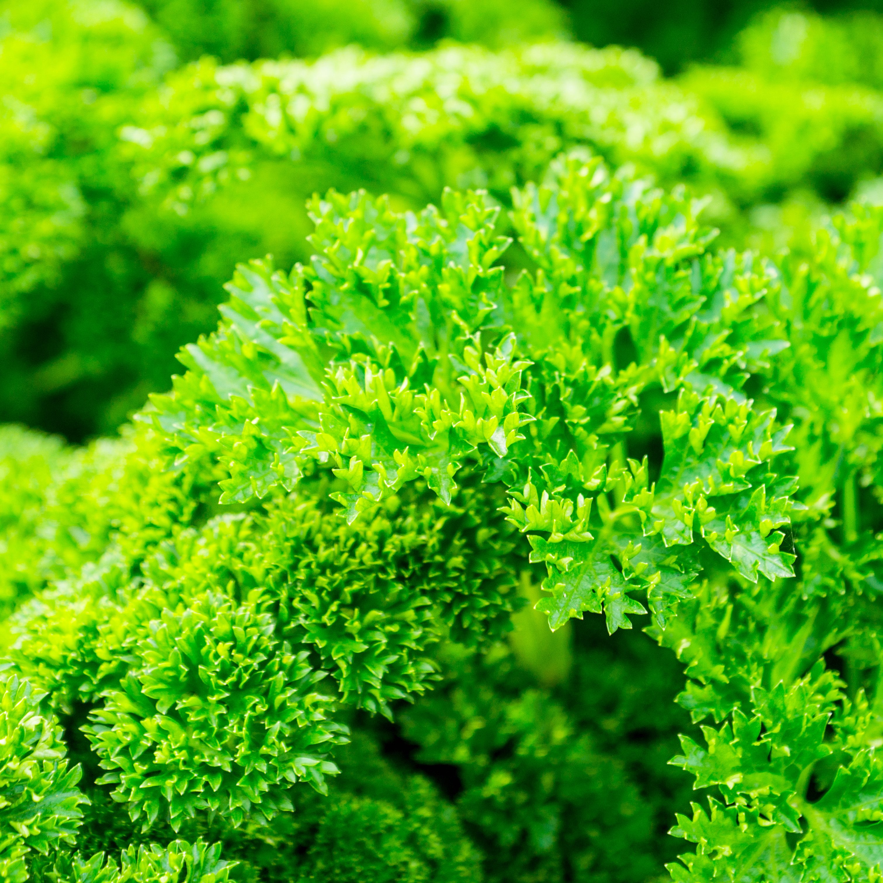 Fresh green parsley in the garden. selective focus. Shallow depth of field.; Shutterstock ID 1212686947; Job (TFH, TOH, RD, BNB, CWM, CM): TOH Edible Landscaping