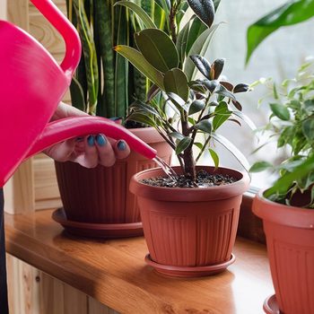 Watering Houseplants Shutterstock 583764094