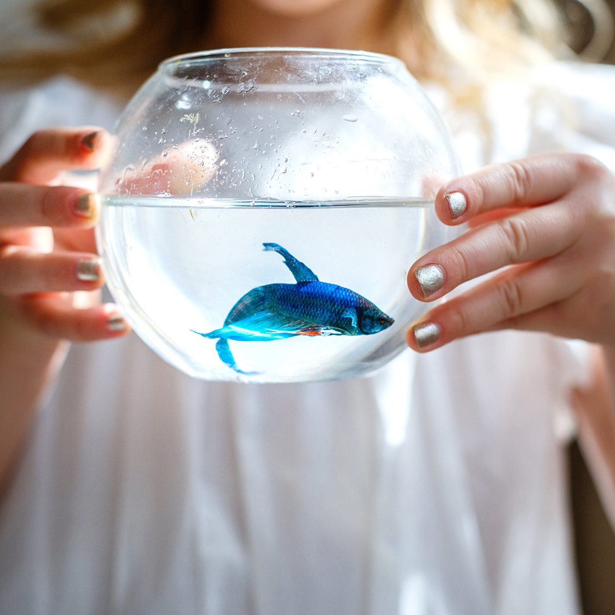 Betta fish in a tiny cup