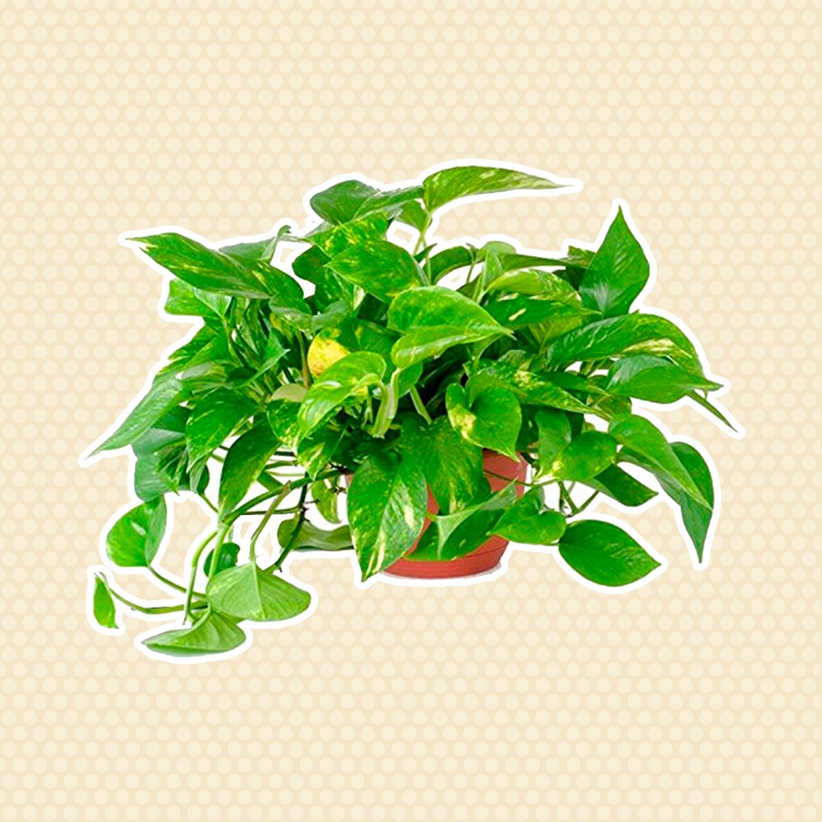 Golden pothos