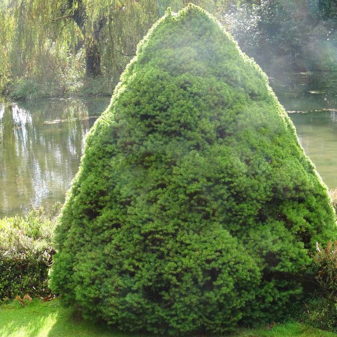 Dwarf Alberta Spruce