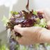 How to Wash Lettuce and Salad Greens
