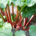 How to Harvest Rhubarb the Right Way (Hint: Don't Cut It!)