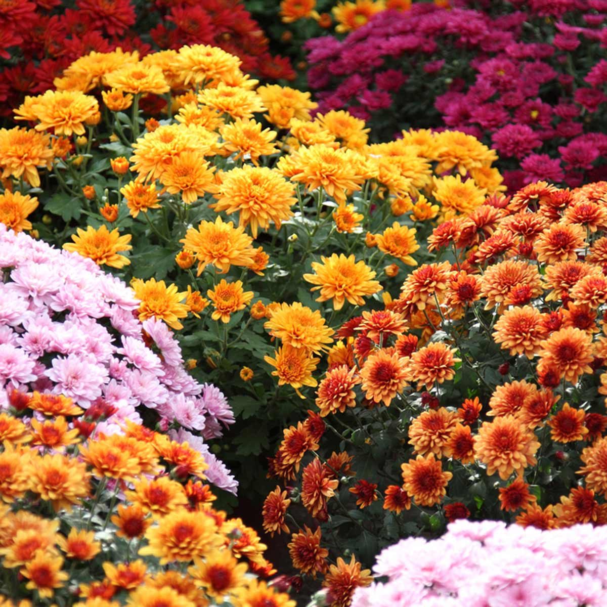 Chrysanthemum