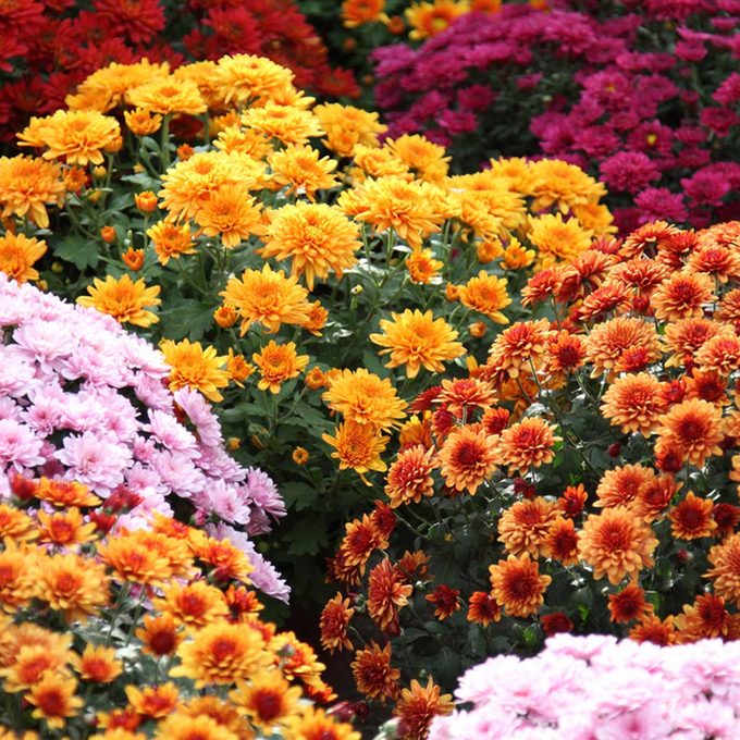 Chrysanthemum