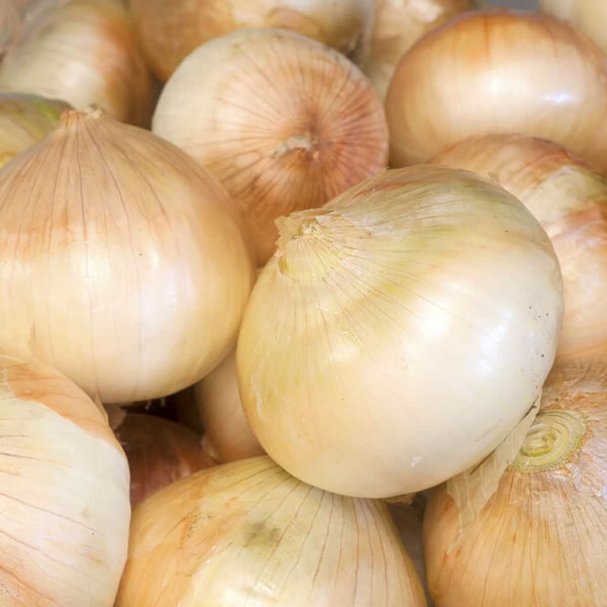 Sweet onions