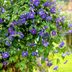 13 Perennial Vines Your Garden Can't Go Without