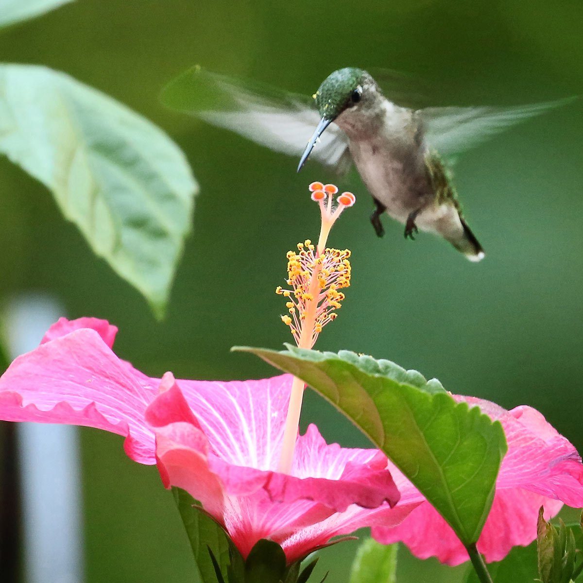 Hummingbird hovering by flower
