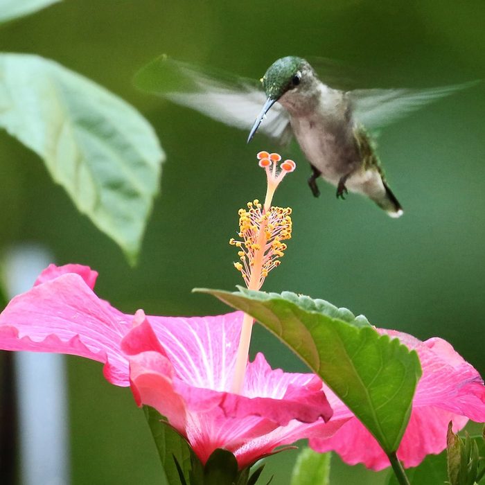 Hummingbird hovering by flower