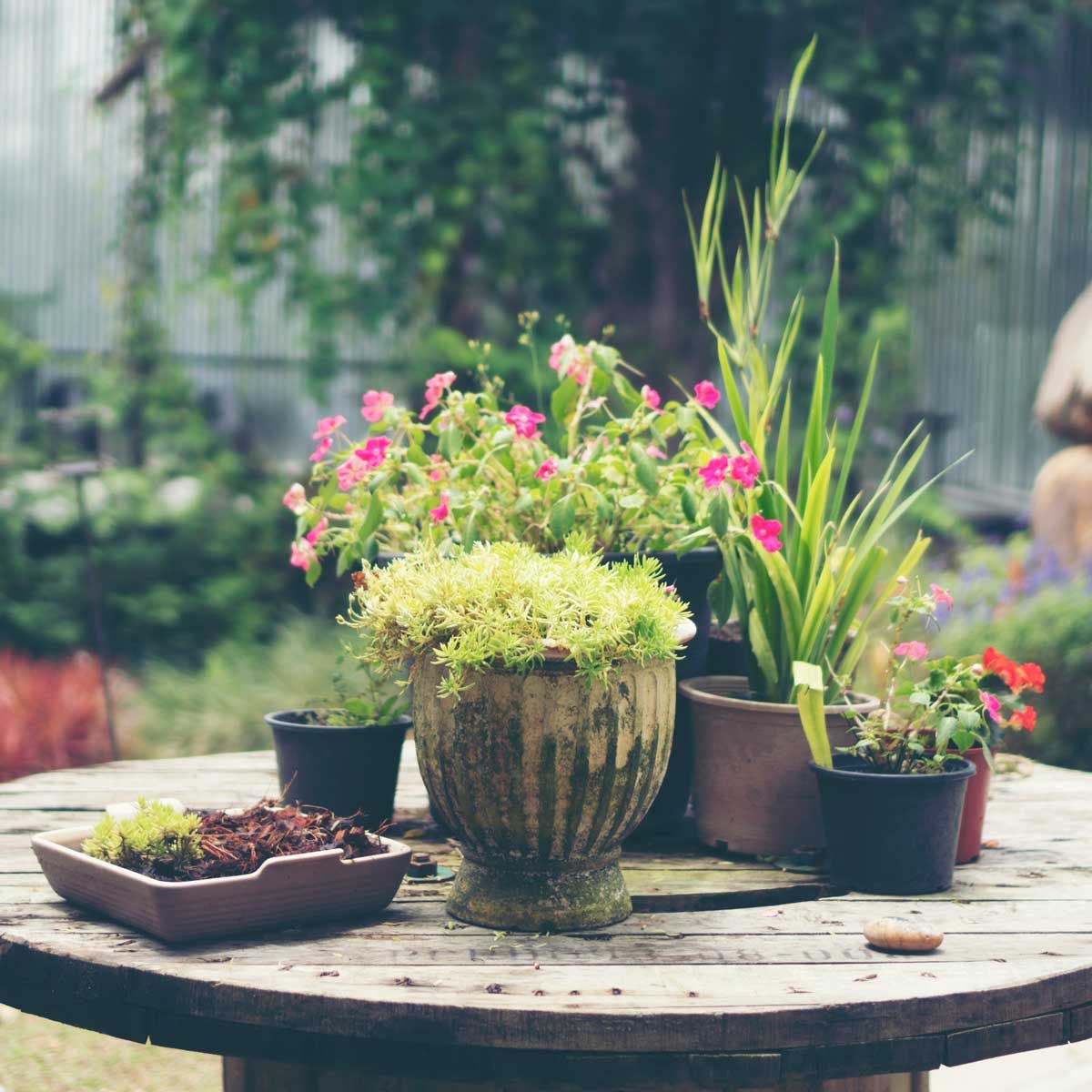 How Heat and Humidity Impact Outdoor Plants