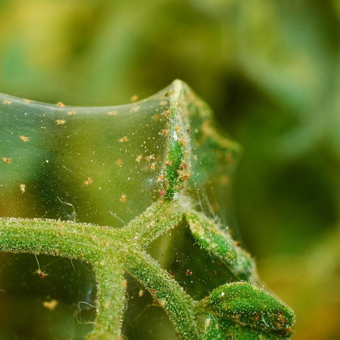 spider mites