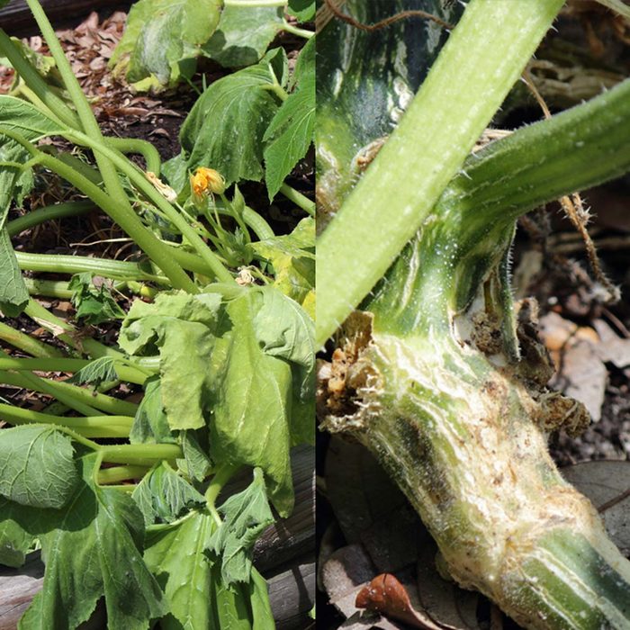 squash vine borers
