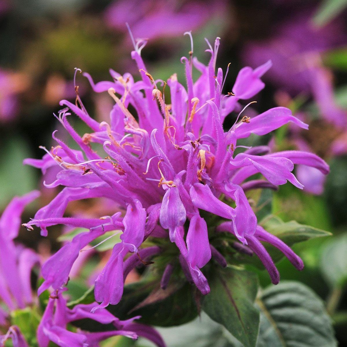 best smelling flowers Bee Balm Didyma Balmy Lilac Rooted