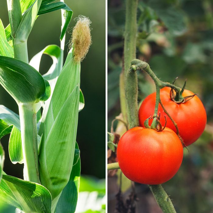 Corn and tomatoes
