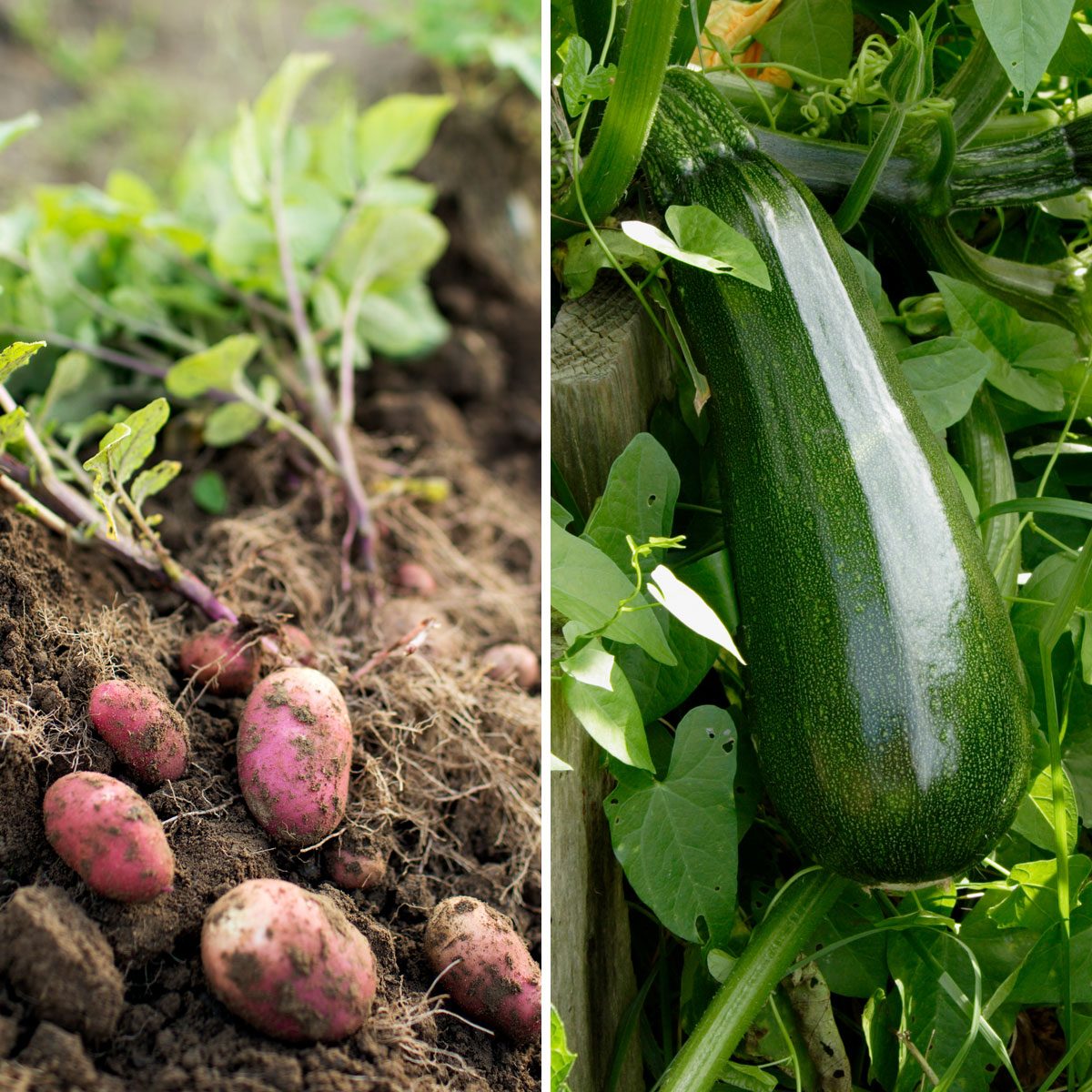 Zucchini and Potatoes