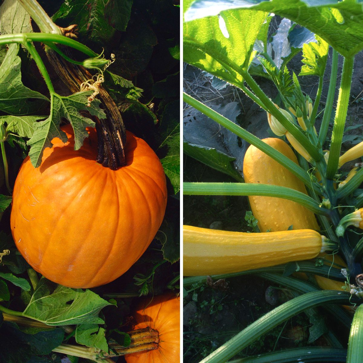 Pumpkins and Summer Squash