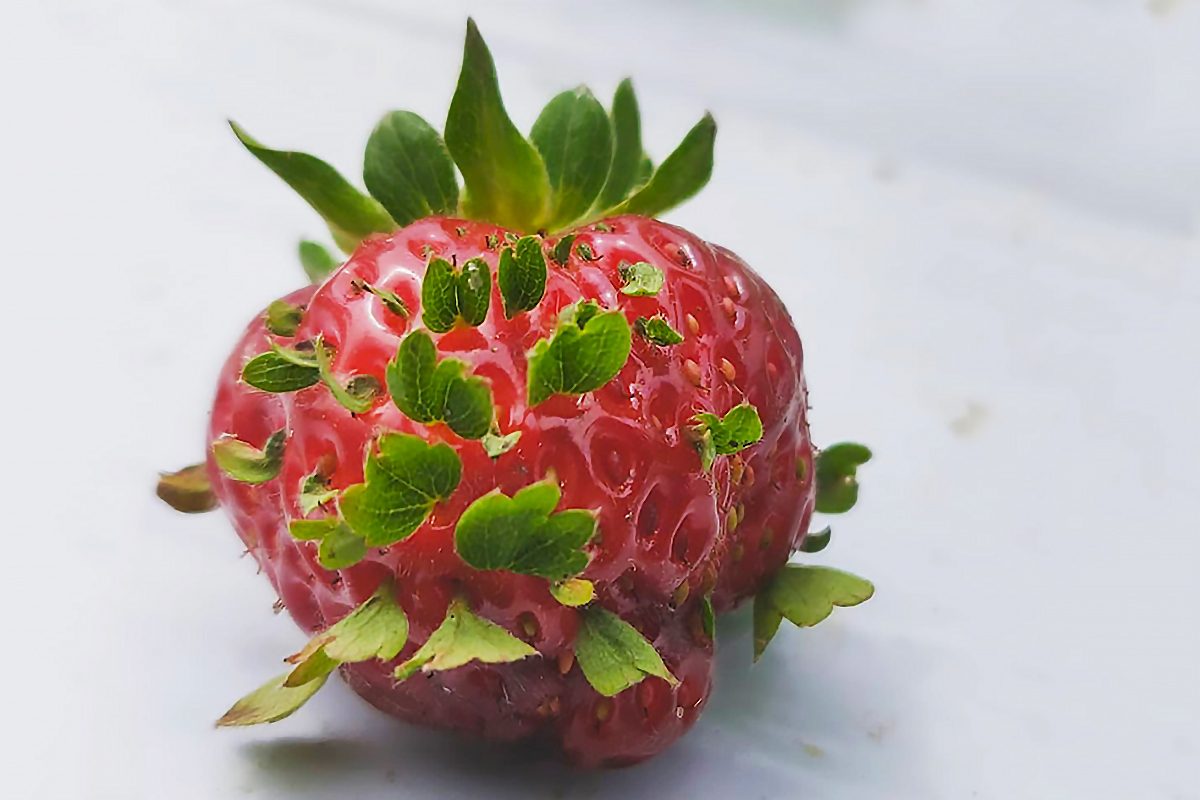 ‘Strawberry Sprouts’ Are the Internet’s Latest Obsession—Here’s Why