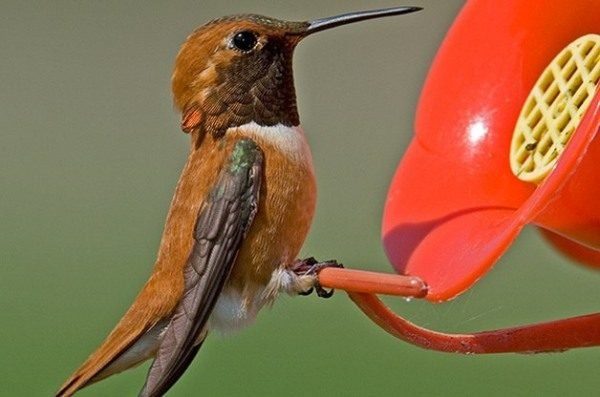 attracting hummingbirds