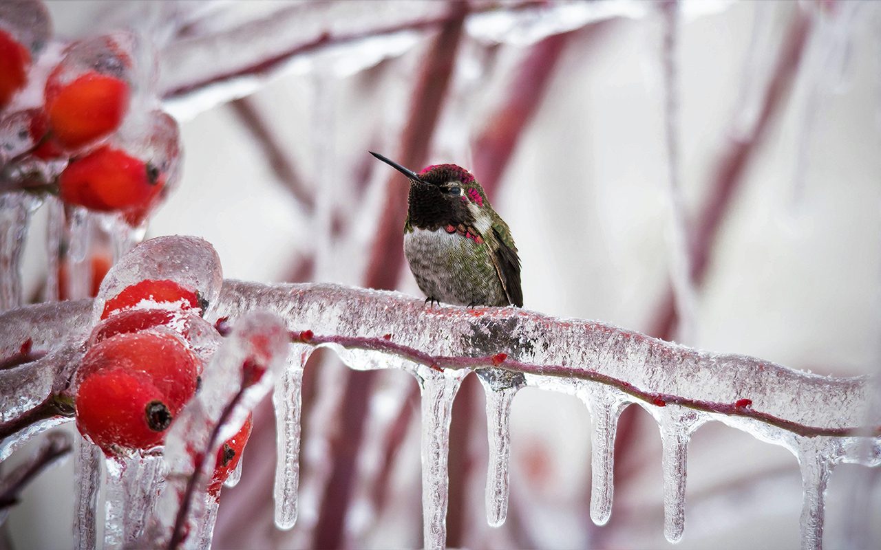 Expert Tips to Attract Hummingbirds in Winter
