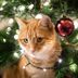 This Cat-Friendly Christmas Tree Is Pet Parent-Approved