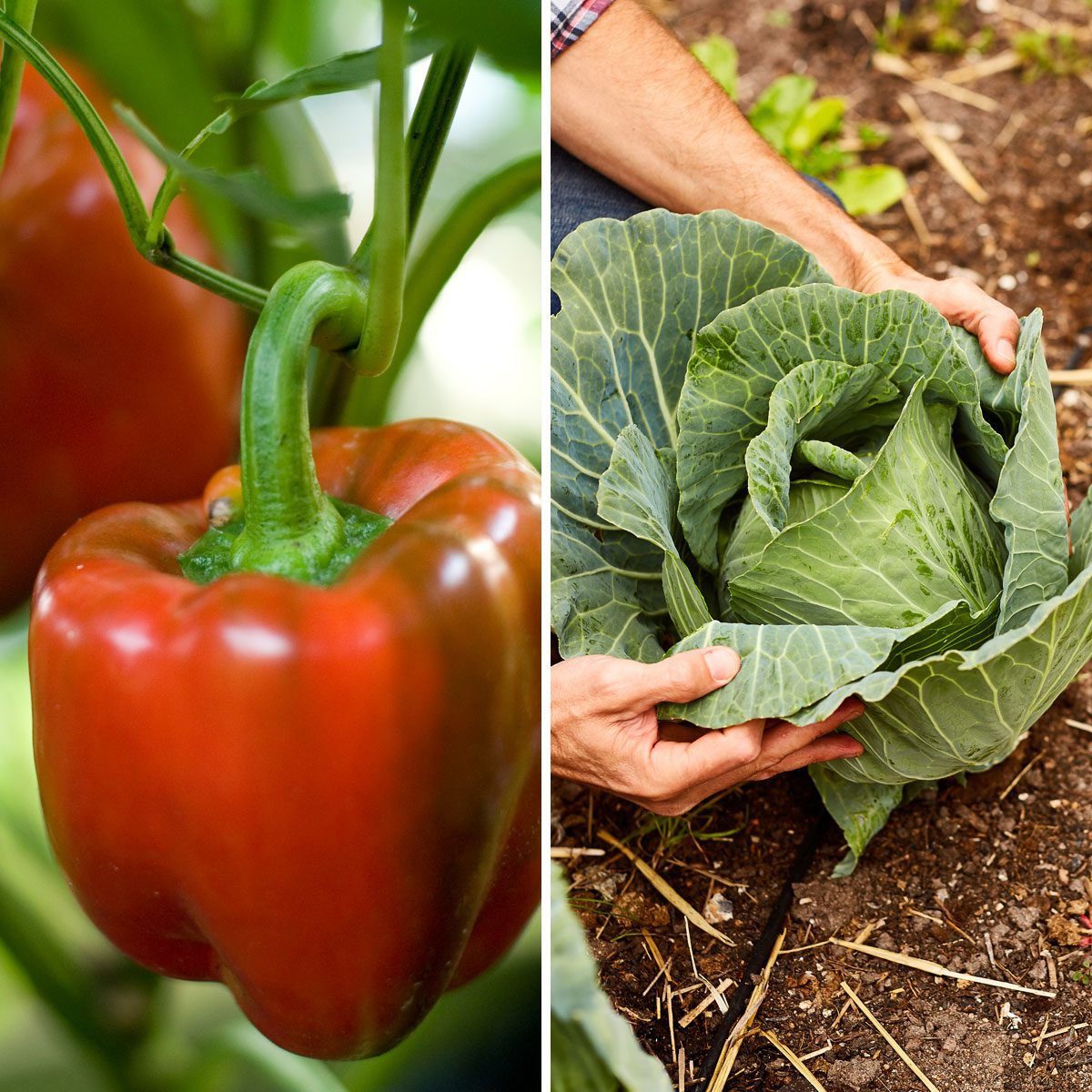 Cabbage Pepper 895657728 643644674