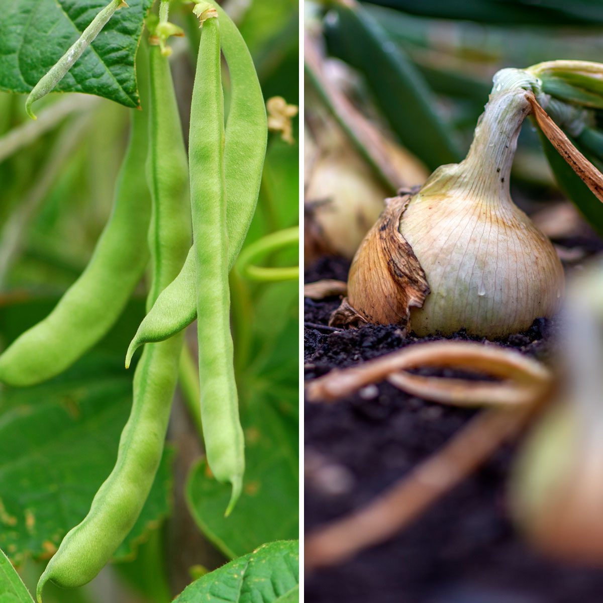 Onions Beans 1177046294 182051238