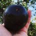Black Diamond Apples Cost at Least $7 Each—Here's Why