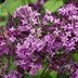 Bloomerang Lilac: Your Guide to This Fragrant Reblooming Lilac