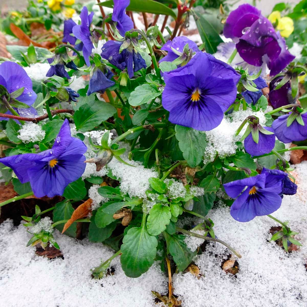 Pansies
