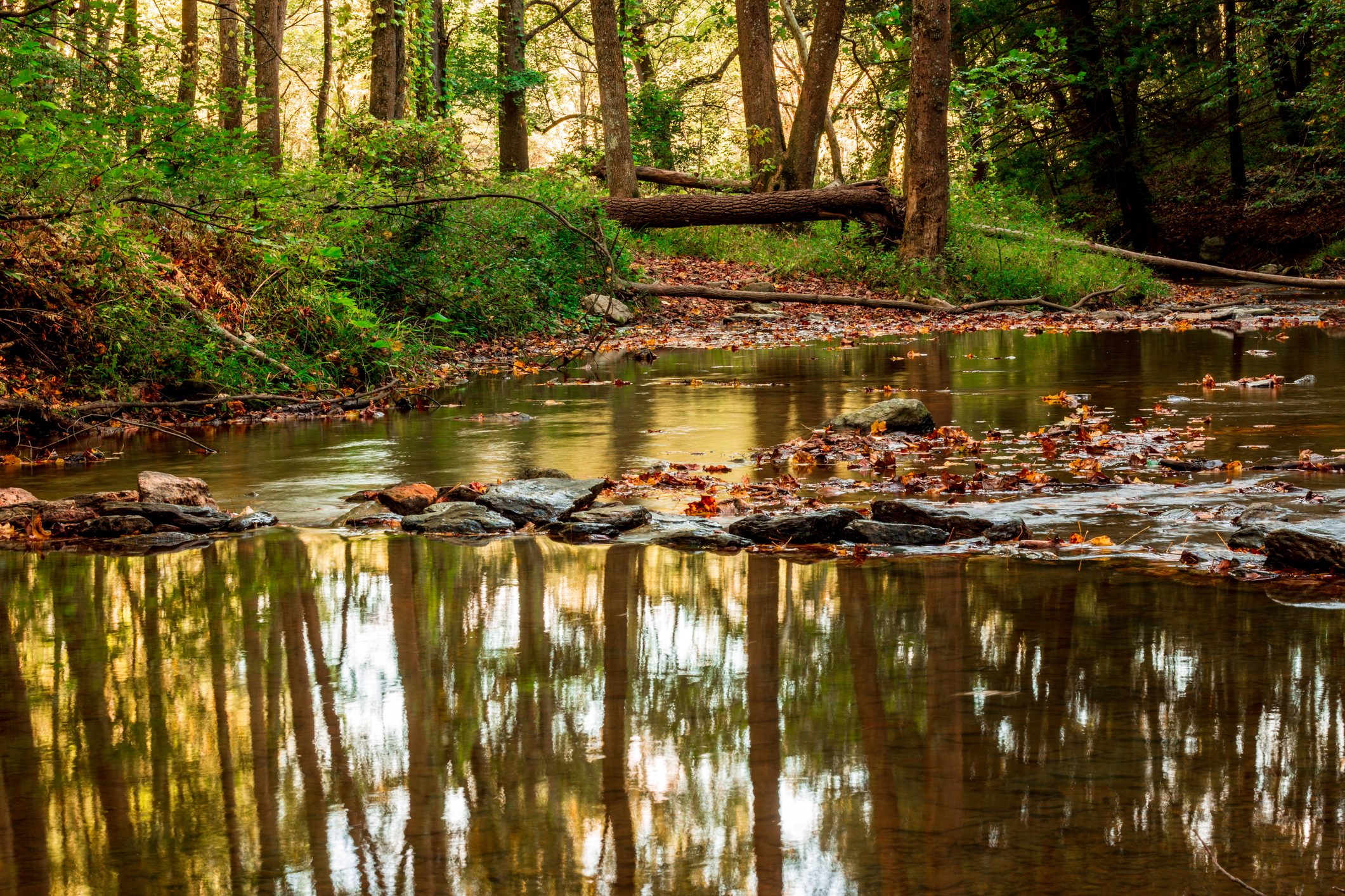 Scenic view of lake in forest,Patapsco Valley State Park,United States,USA