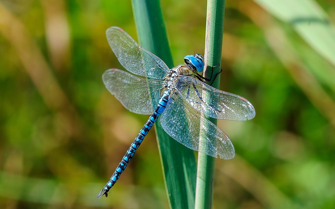 6 Plants That Attract Dragonflies