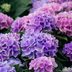 7 Types of Hydrangeas for Multi-Season Interest