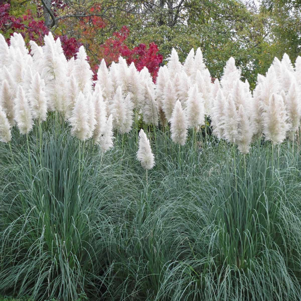 ornamental grasses