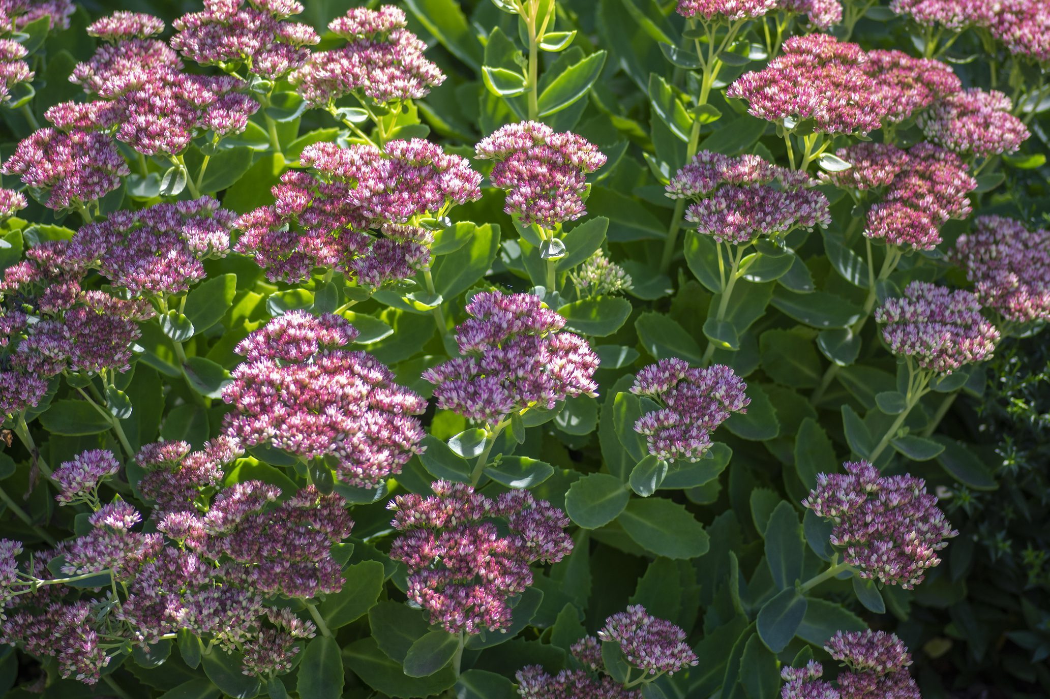 beautiful autumn joy butterfly stonecrop flowers in bloom