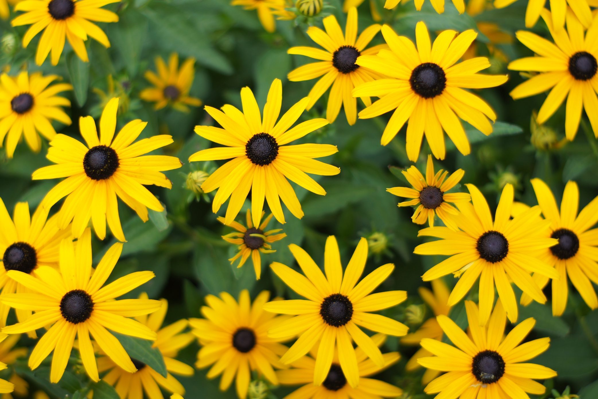 black eyed susan flowers
