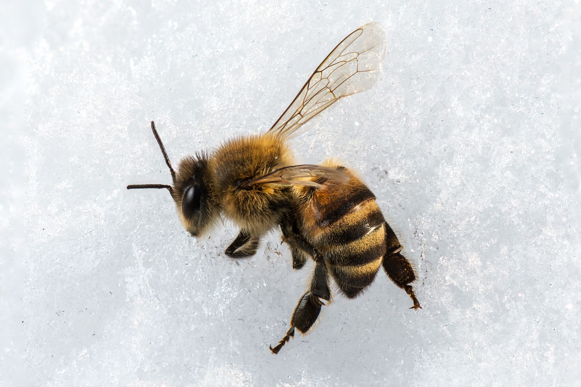 Do Bees Need Water in Winter?