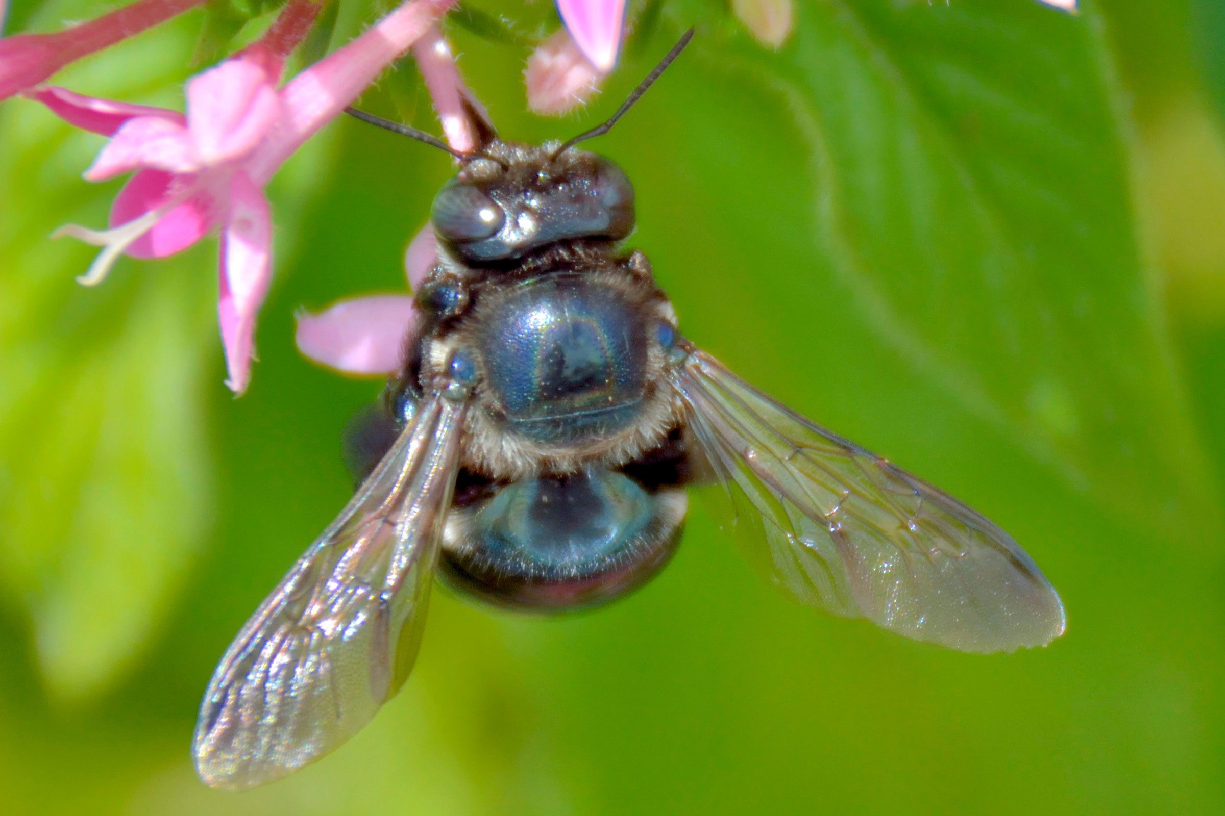 Yes, the Blue Orchard Bee Exists—and It’s Not the Only Blue Bee